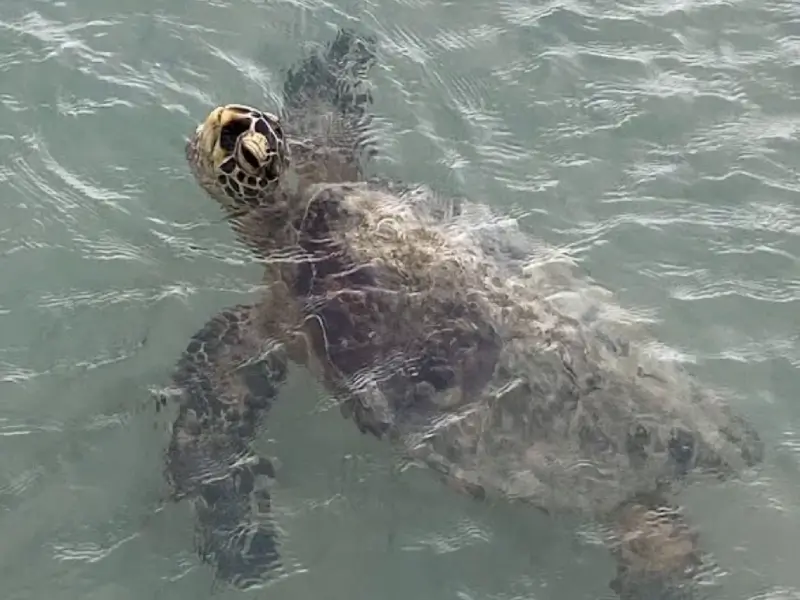 A turtle swimming in the water near some rocks.