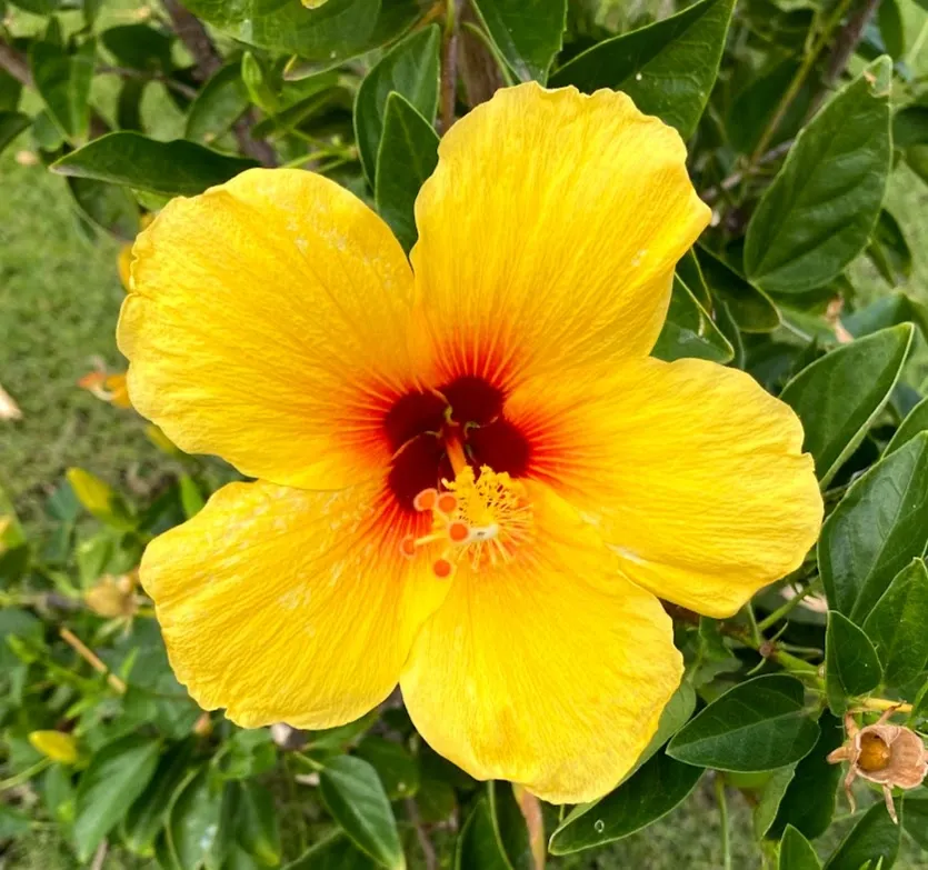 A yellow flower with red center and green leaves