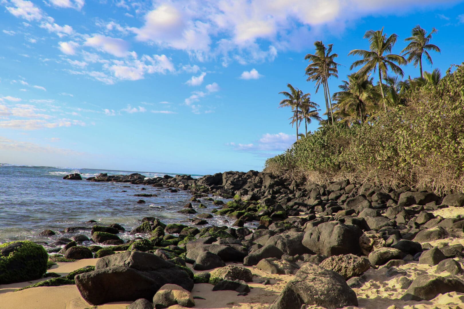 A beach with rocks and palm trees on the shore.