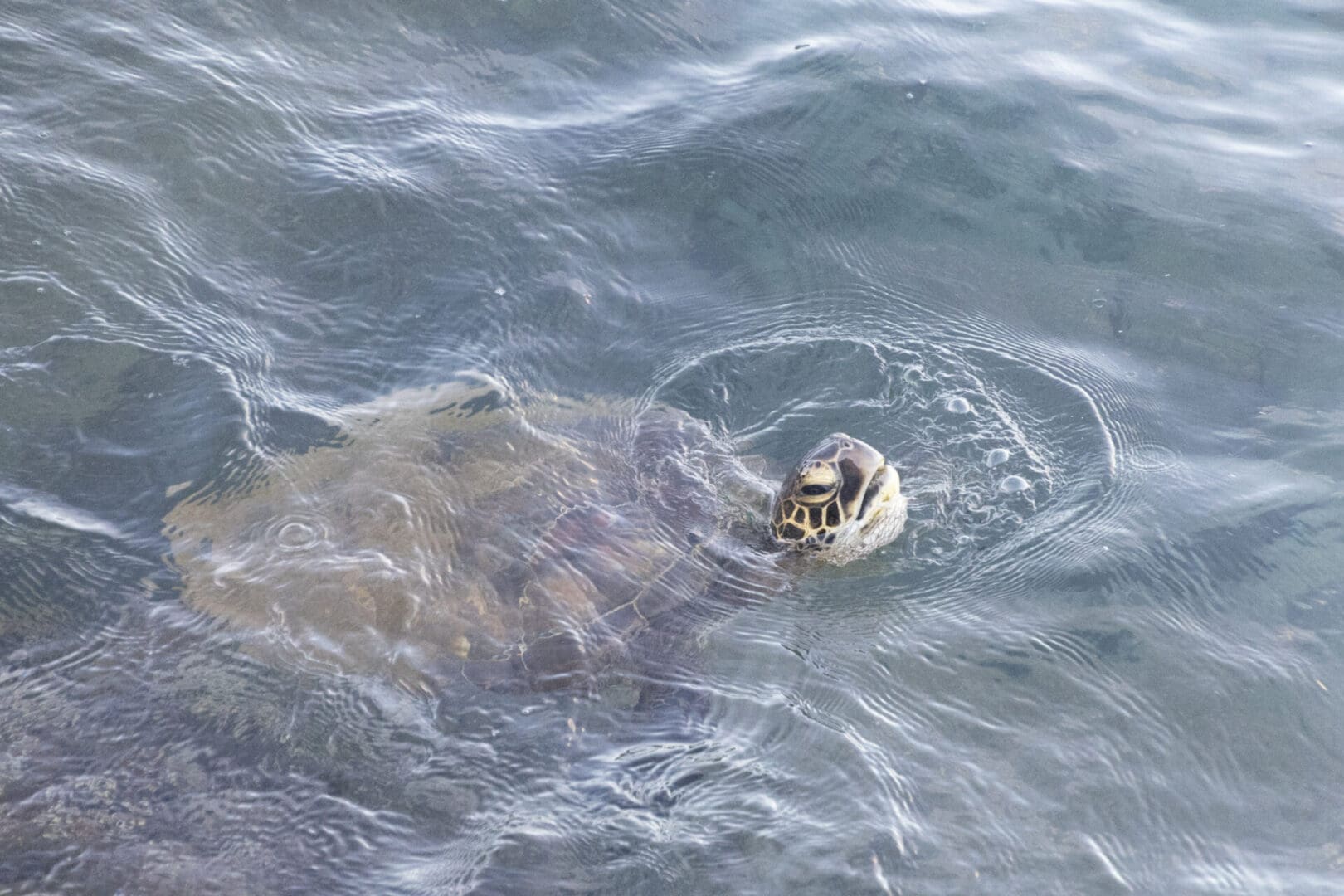 A sea turtle swimming in the ocean.